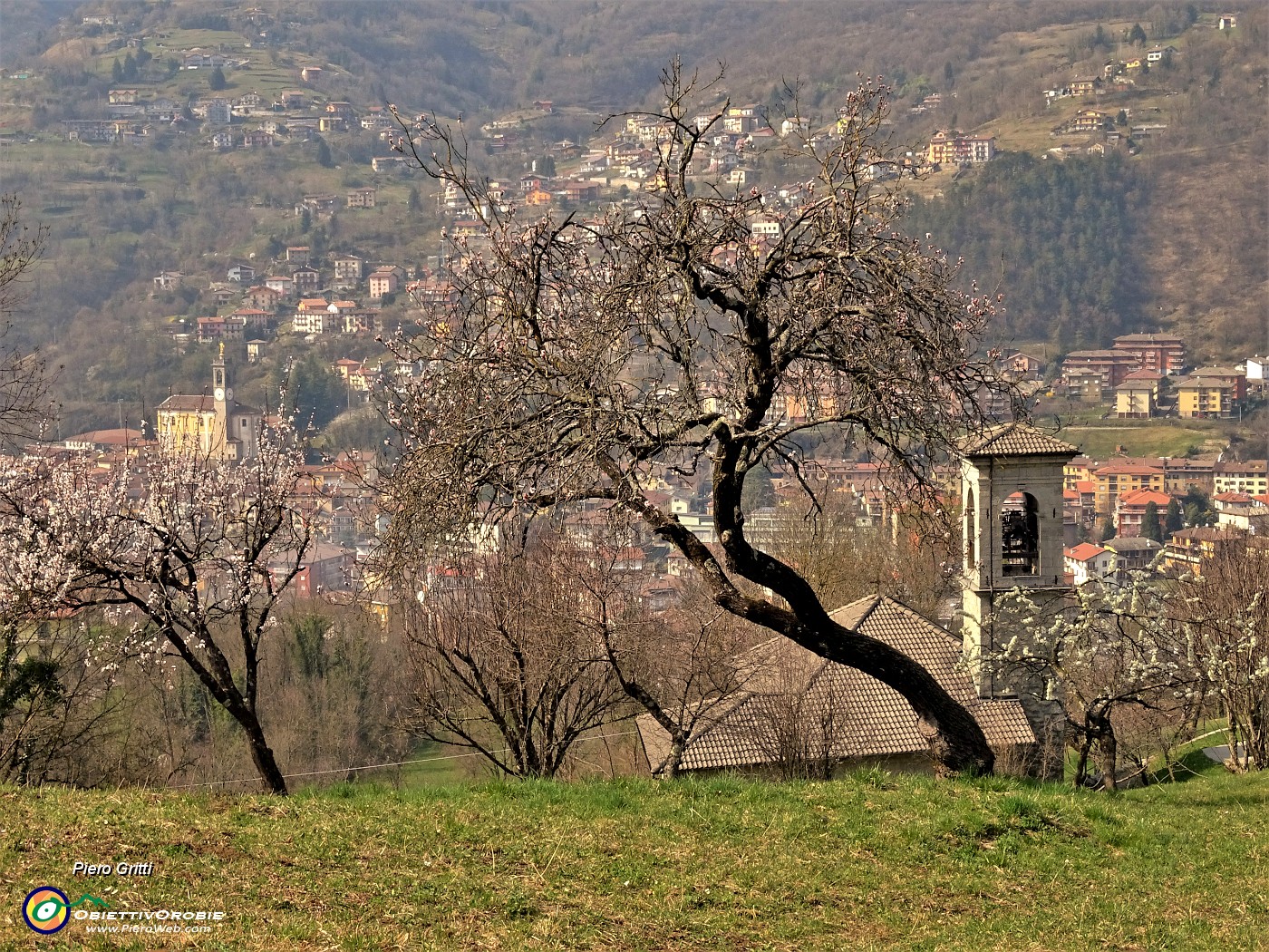 33 Da ciliegi in fiore Chiesetta di S. Antonio a dx e Chiesa di S. Lorenzo di Zogno a sx.JPG -                                